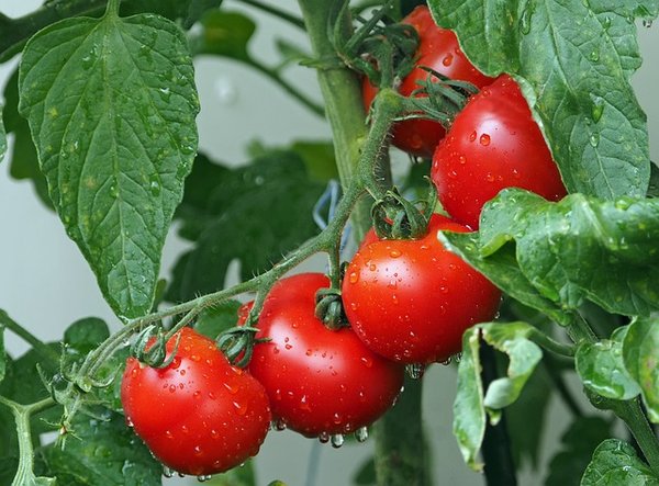 Dosage de la bouillie bordelaise pour vos tomates : guide essentiel